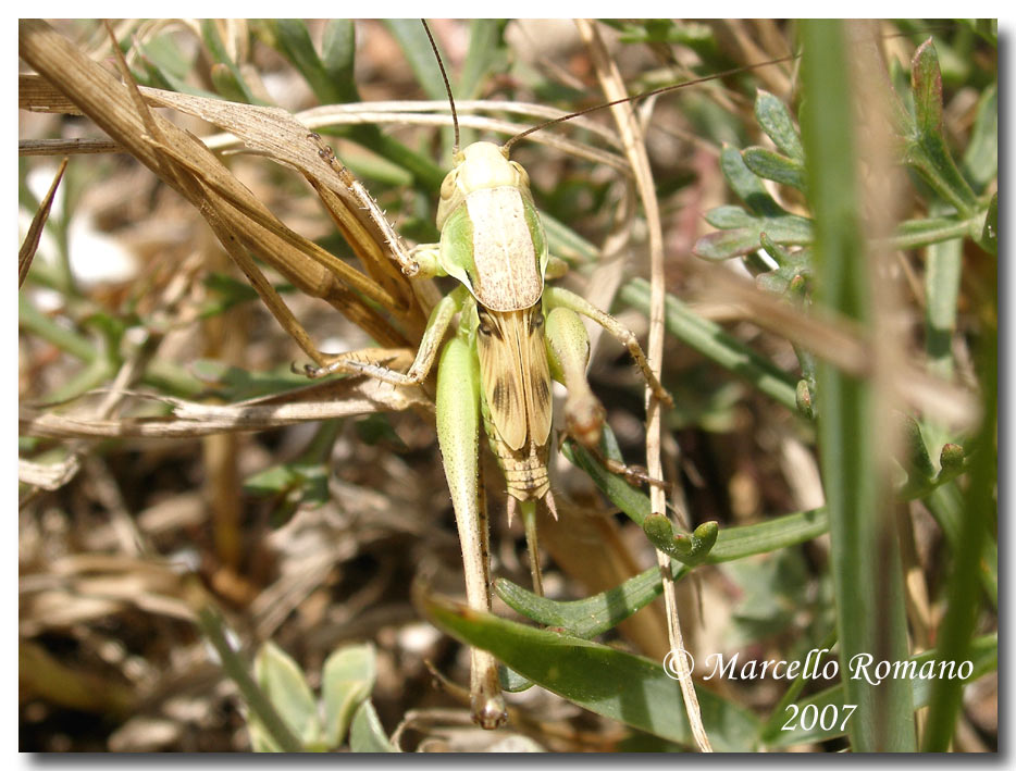 Un Tettigoniidae fra le dune di Capo Feto (Sicilia merid.)